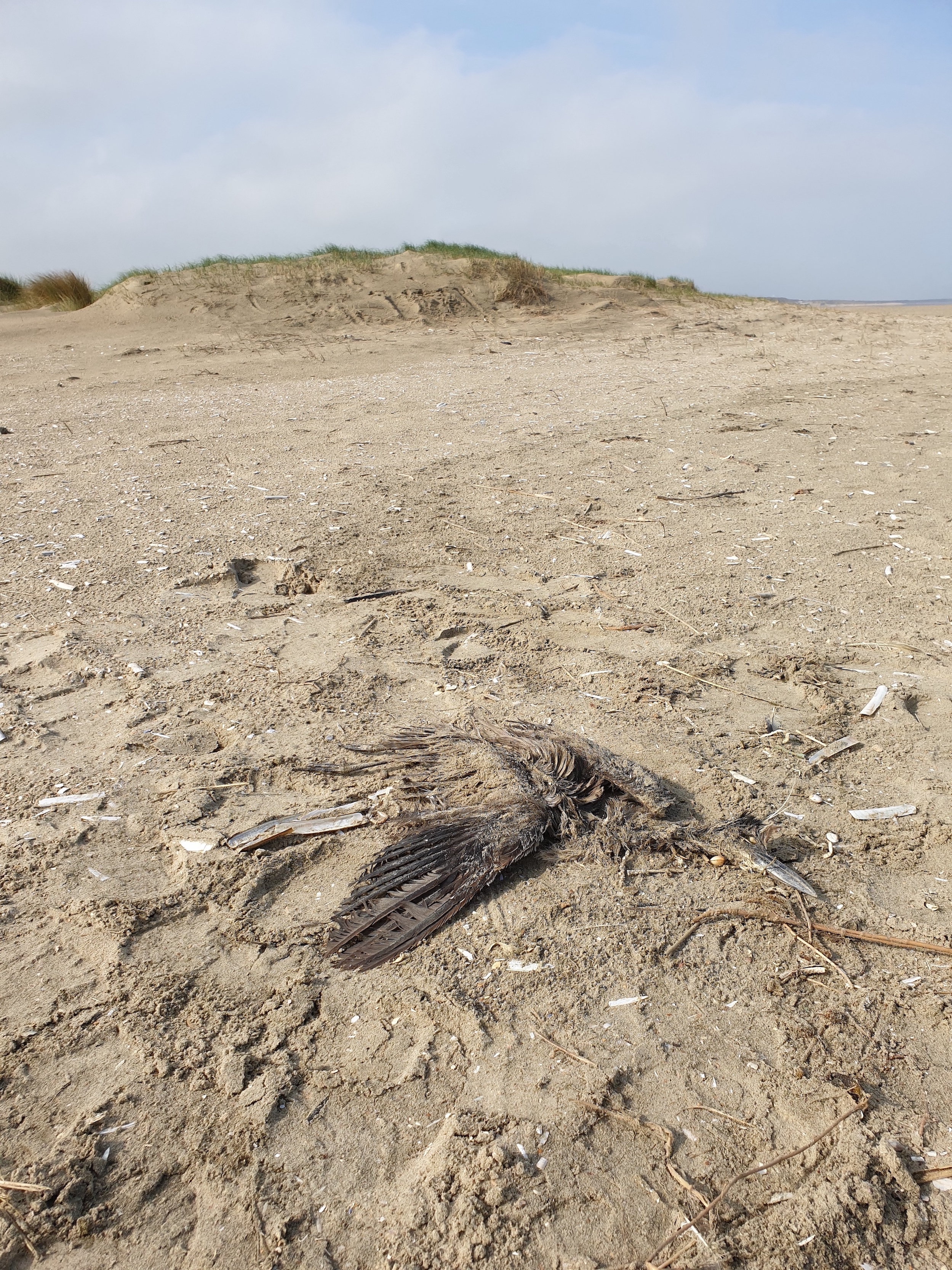 Geelkruinkwak (Goeree). Foto van Ken Kraaijeveld.
Let op de dolkvormige snavel